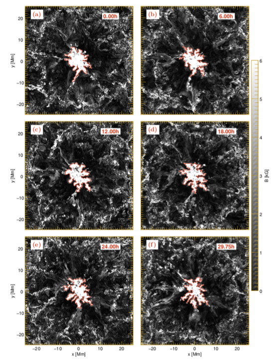 Six image panels in black-and-white show the evolution a white pattern surrounded by a red contour. The shown time snapshots are at t=0, 6, 12, 18, 24, and 30 hours. The white patterns outline the cross section of the sunspot.